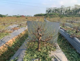 MUA BÁN CHO THUÊ ĐÀO TẾT TẠI HÀ NỘI