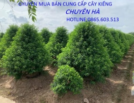 Bán Đào Tết đẹp