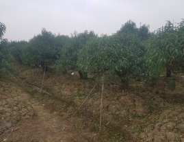 MUA BÁN VÀ CHO THUÊ ĐÀO TẾT 2021