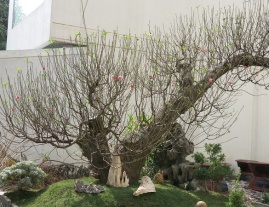 Đào Tết Mini