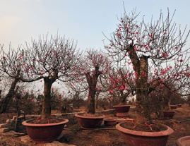 Đào Tết 2019
