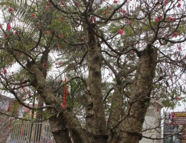 Đào Tết Đẹp 2019