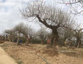 BÁN ĐÀO CỔ THỤ