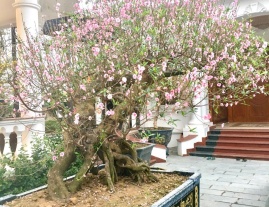 BẮN ĐÀO TẠI HÀ NỘI