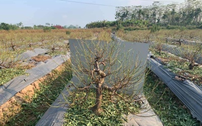 MUA BÁN CHO THUÊ ĐÀO TẾT TẠI HÀ NỘI