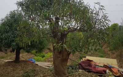 Cho thuê đào tết