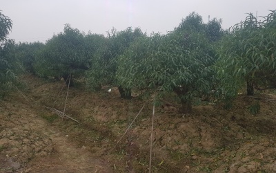 MUA BÁN VÀ CHO THUÊ ĐÀO TẾT 2021