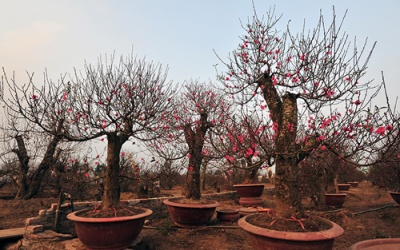 Đào Tết 2019