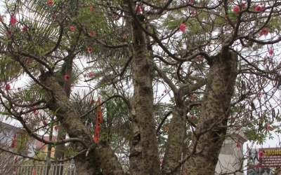 Đào Tết Đẹp 2019