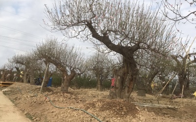 BÁN ĐÀO CỔ THỤ