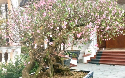 BẮN ĐÀO TẠI HÀ NỘI